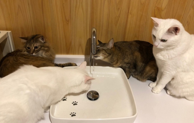 猫ちゃんたち専用の水呑場